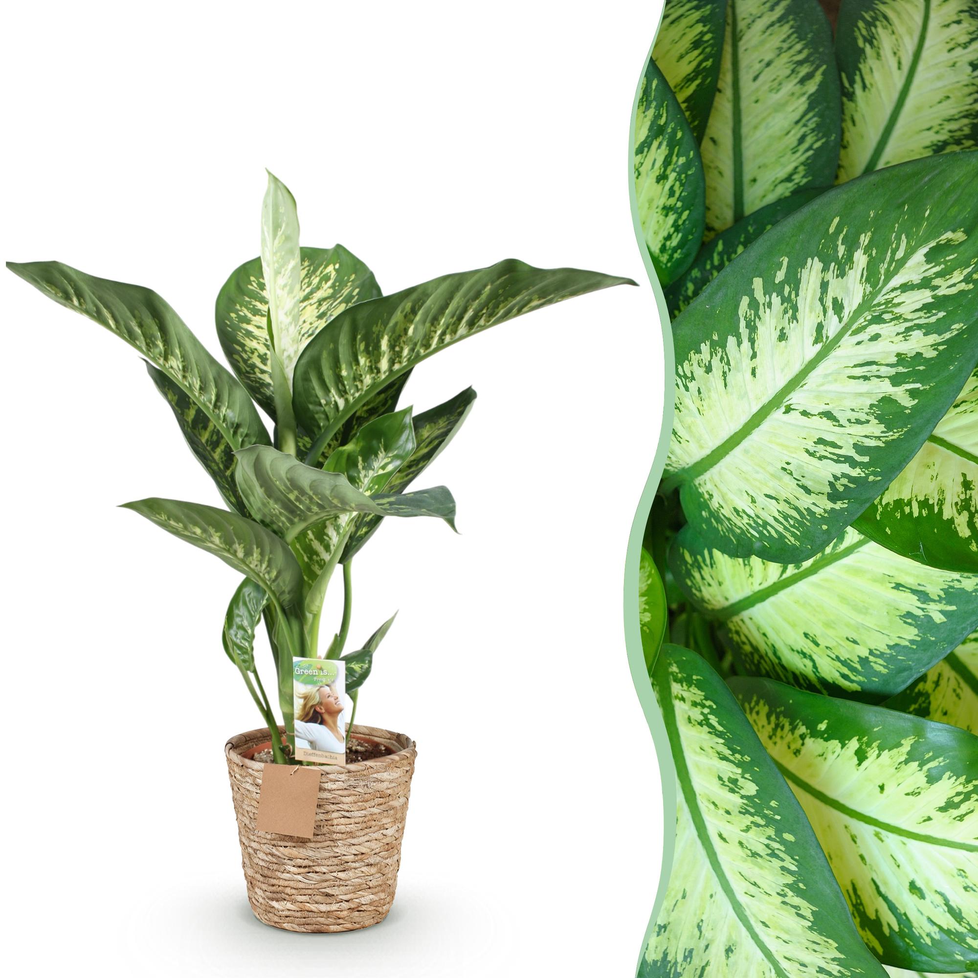 Diefenbachia Tropic Snow - Weinig onderhoud - met mand - Groen - 1 Plant - Pot 21cm - Hoogte 90-100cm