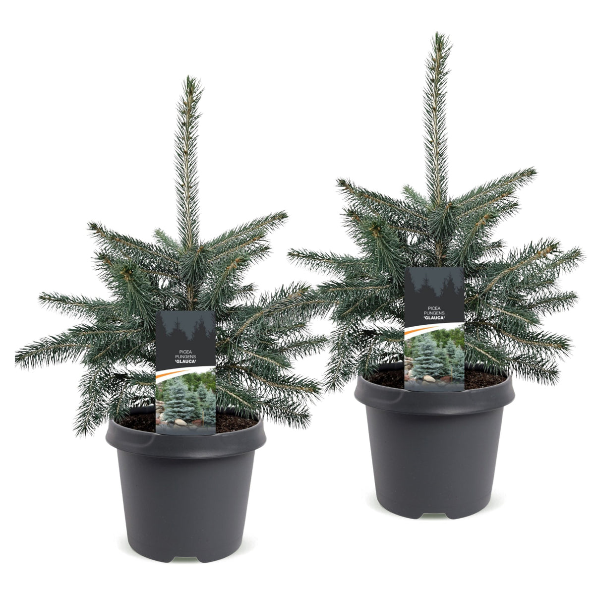 Picea pungens Glauca - 2x Blauwe spar - Blauw - Kerstboom - Ø23cm - ↕60cm