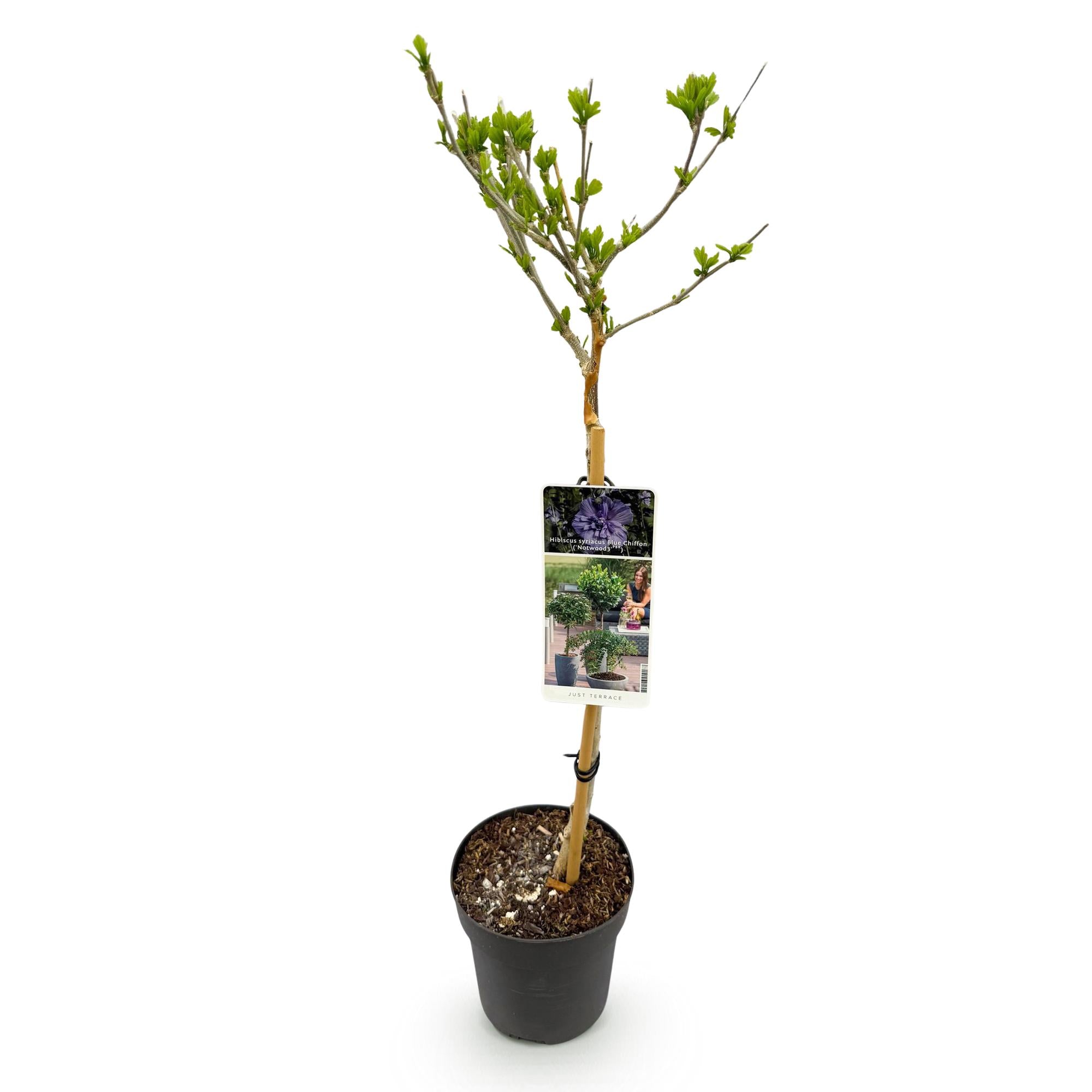 Hibiscus syriacus Blue Chiffon® - Plant op stam - Terras Plant - Bladverliezend - Weinig Onderhoud - Pot 19cm Hoogte 90cm