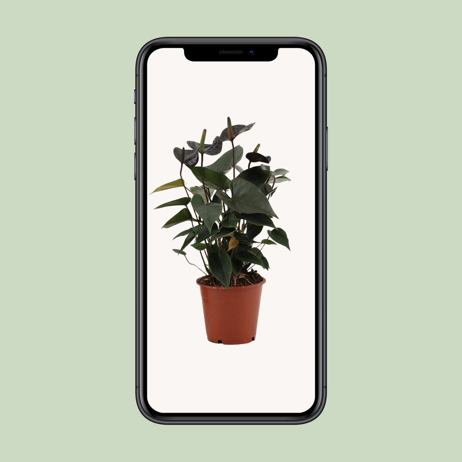 Anthurium Black Love in custodia trasparente - Ø12cm - ↕36cm