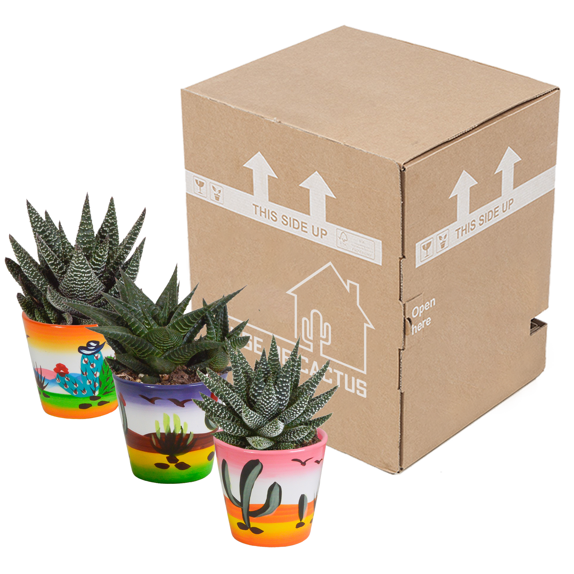 Gasteria/Haworthia mix 8,5cm - 3x - in Mexicaanse pot