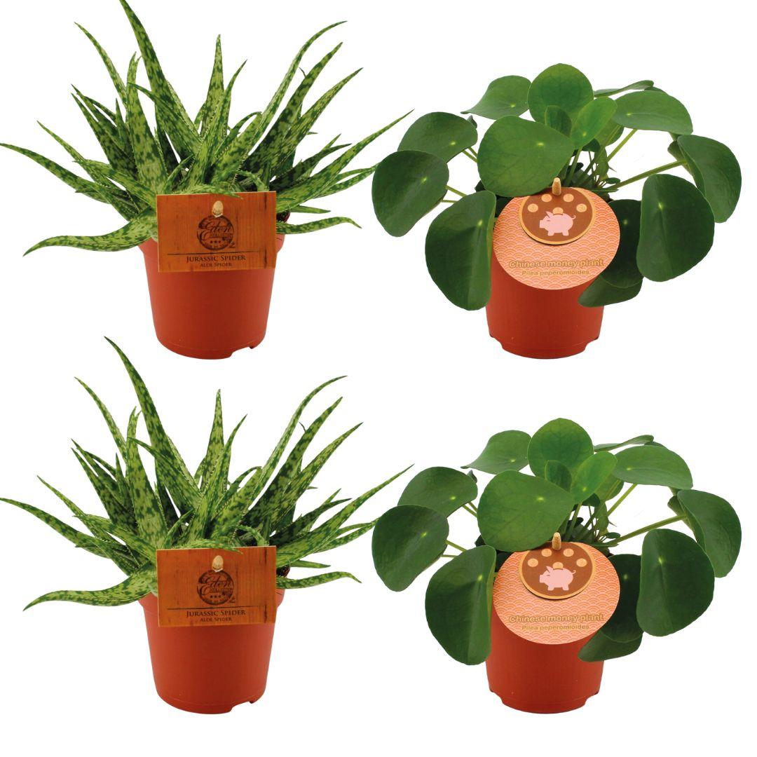 2x Aloe Spider + 2x Pilea Peperomoides - 4 pièces - Ø10,5 cm - ↕10 cm