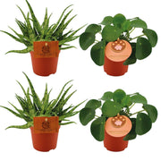 2x Aloe Spider + 2x Pilea Peperomoides - 4 pièces - Ø10,5 cm - ↕10 cm