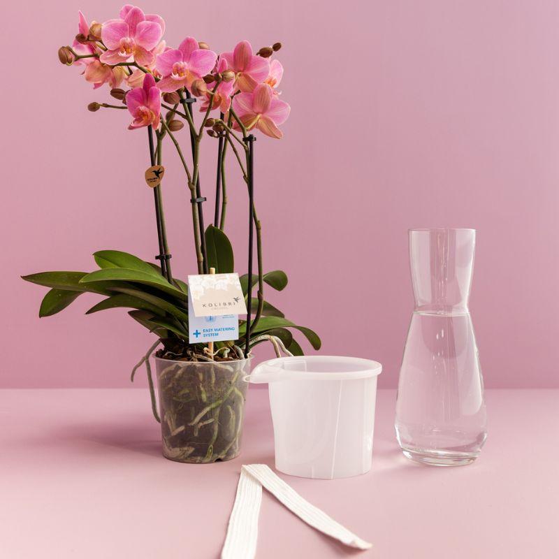 Kolibri Home | Como sierpot incl. watergeefsysteem - Ø12cm