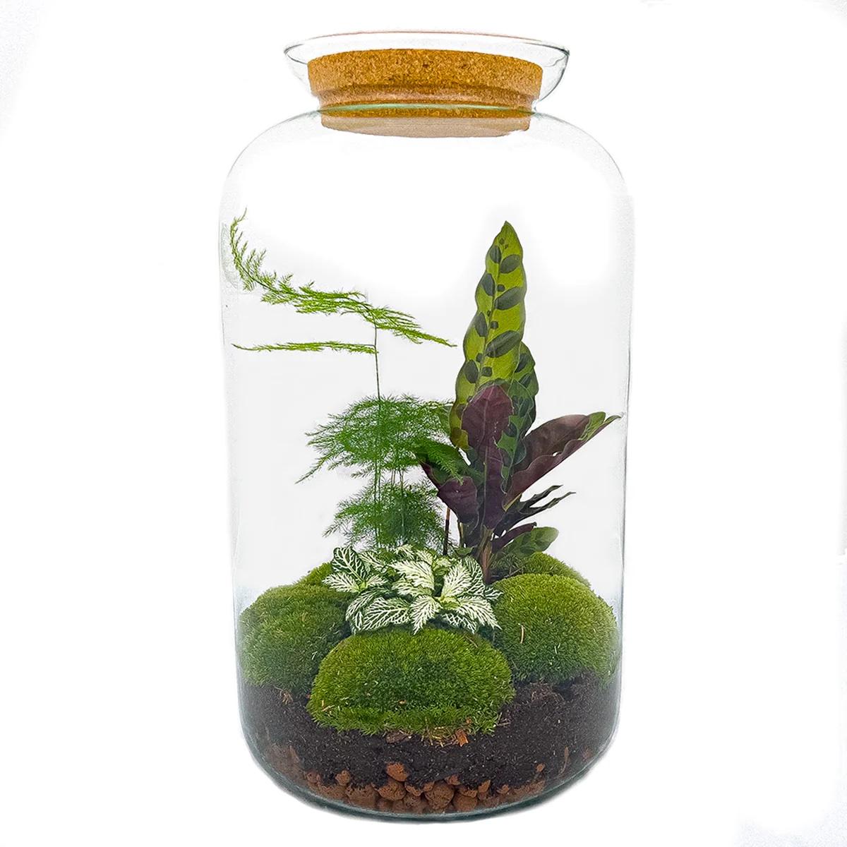 Terrario fai da te - Botanical Sven XL - ↕ 43 cm - Rastrello + Pala