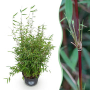 Fargesia nitida Red Dragon - Niet Woekerende Bamboe - Bladhoudend - Groen - 1 Plant - Pot 23 cm - Hoogte 80 cm