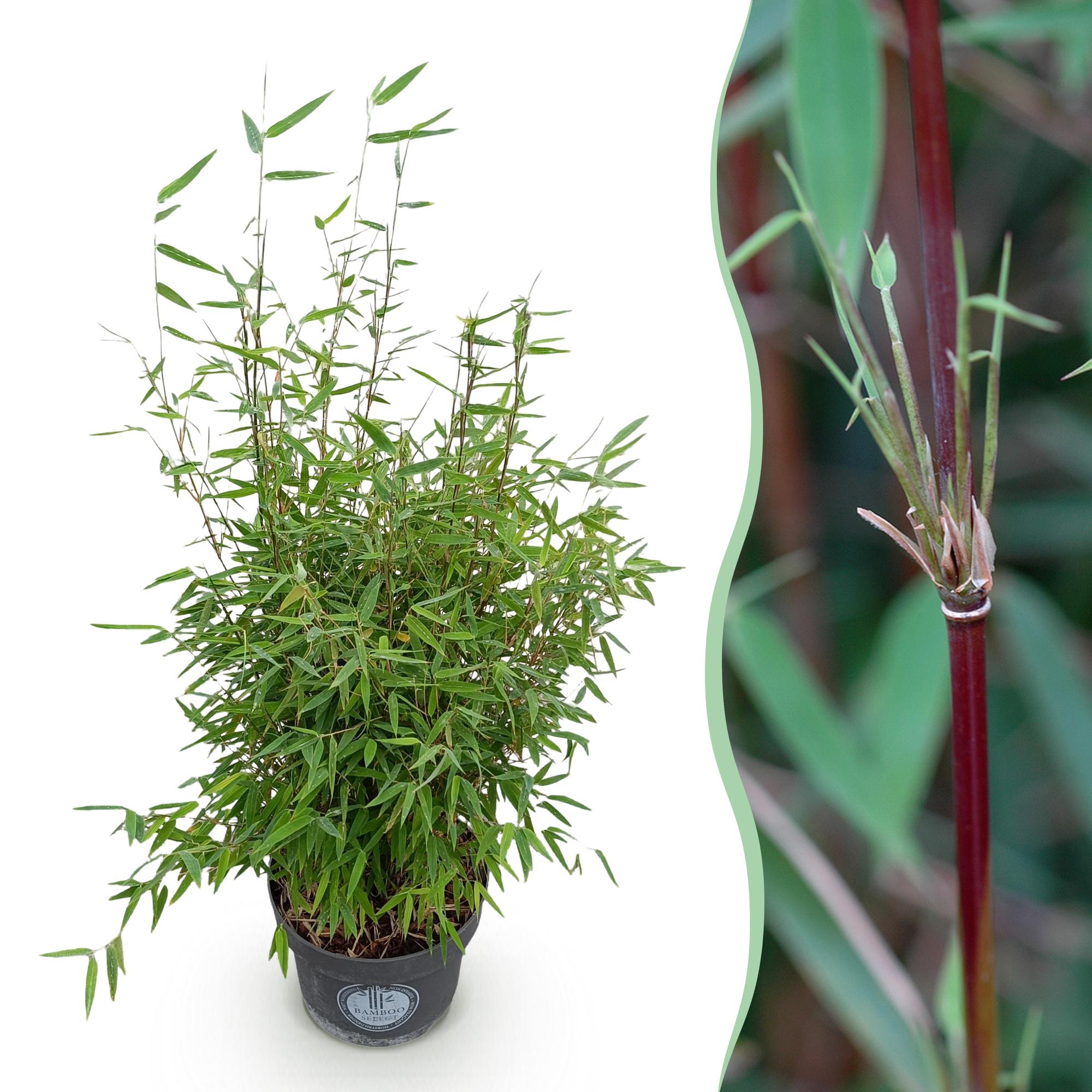 Fargesia nitida Red Dragon - Niet Woekerende Bamboe - Bladhoudend - Groen - 1 Plant - Pot 23 cm - Hoogte 80 cm