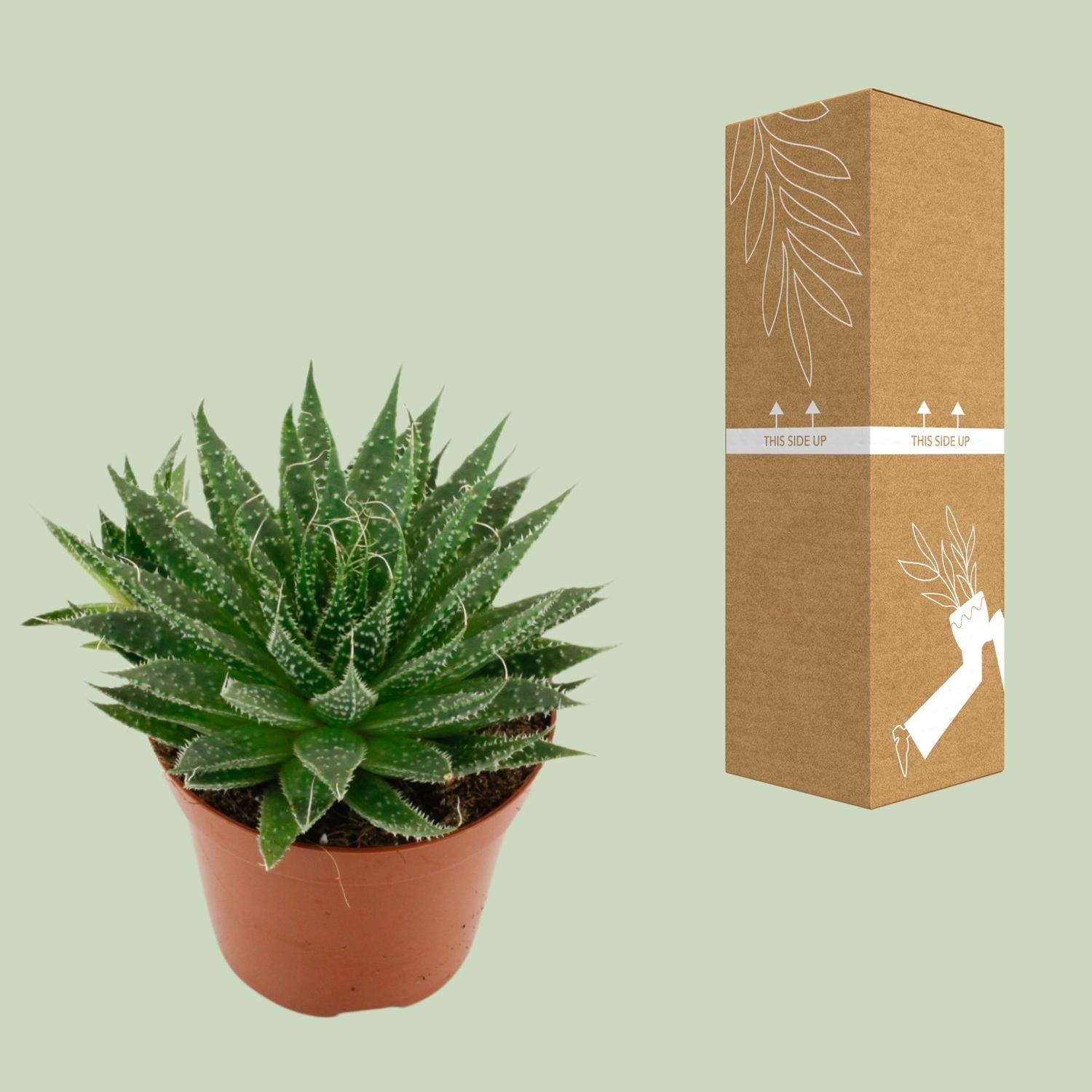 Aloe Aristata - Ø12cm - ↕20cm