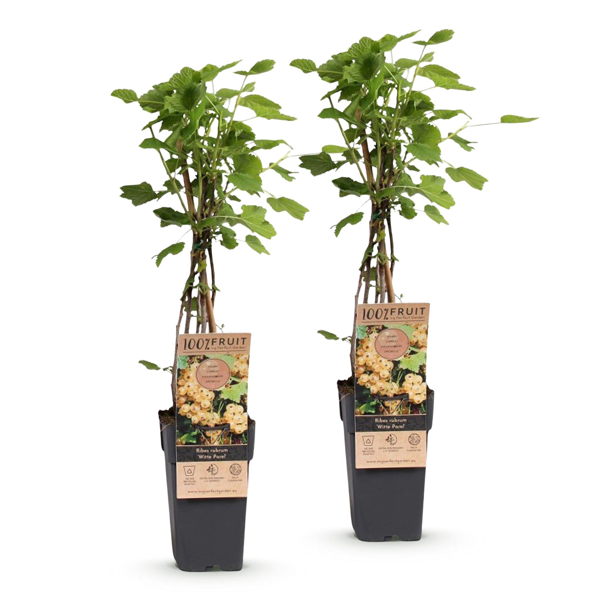 Ribes rubrum Witte Parel - Bessenplant - Winterhard - Witte Bes - 2 Planten - Pot 15cm - Hoogte 50cm