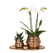 Kolibri Orchids | Gift Set Allure Shiny Brons - Witte Phalaenopsis Orchidee Mineral Amabilis & Succulent