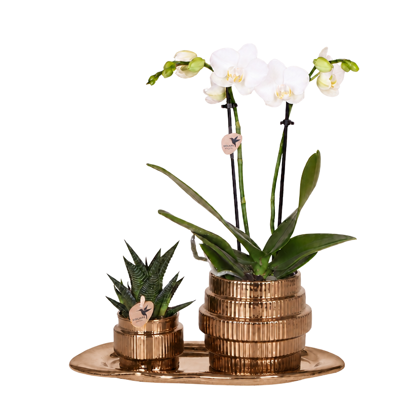 Kolibri Orchids | Gift Set Allure Shiny Brons - Witte Phalaenopsis Orchidee Mineral Amabilis & Succulent