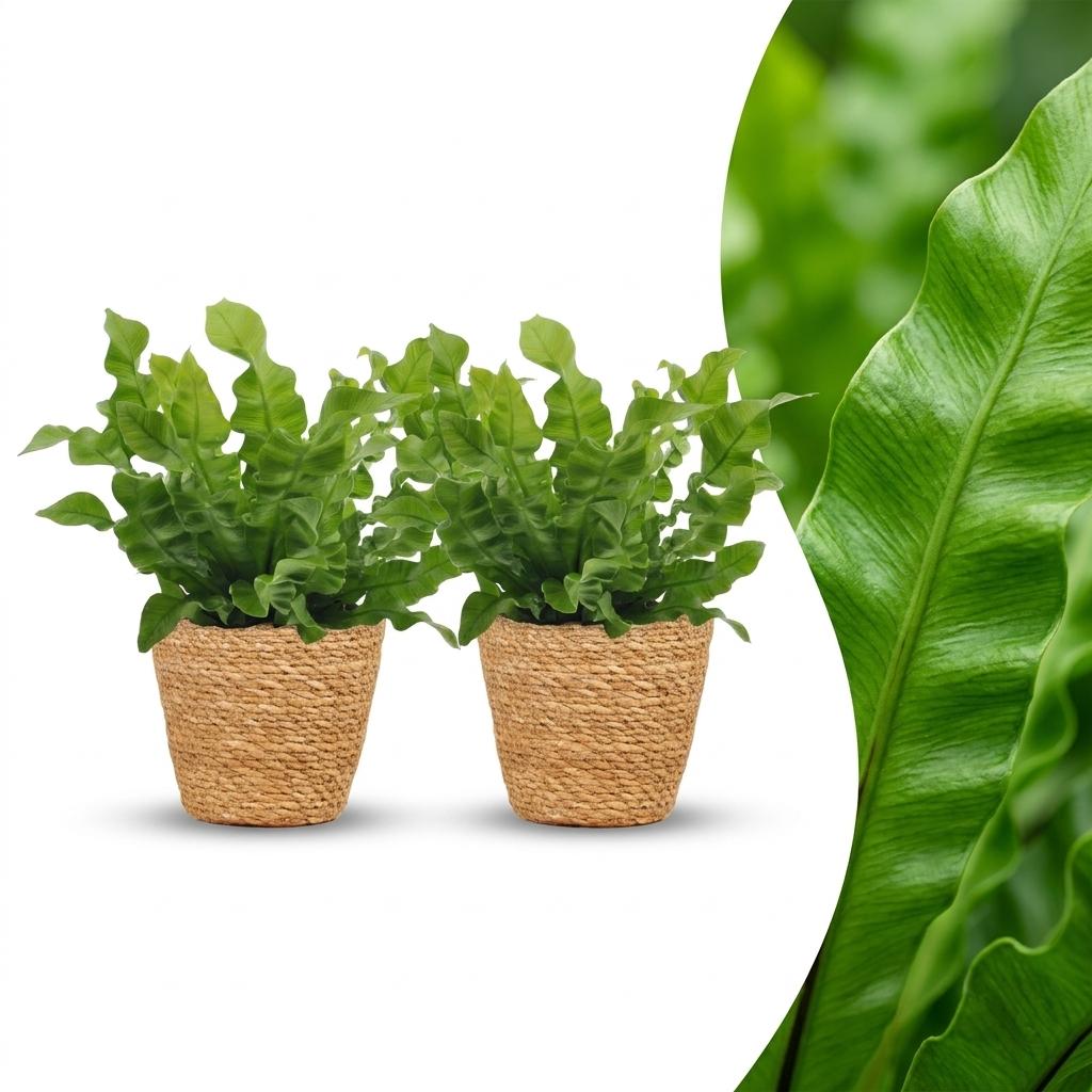 Asplenium Crispy Wave - 2x - met Mand - Pot 12cm - Hoogte - 30cm