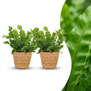 Asplenium Crispy Wave - 2x - met Mand - Pot 12cm - Hoogte - 30cm