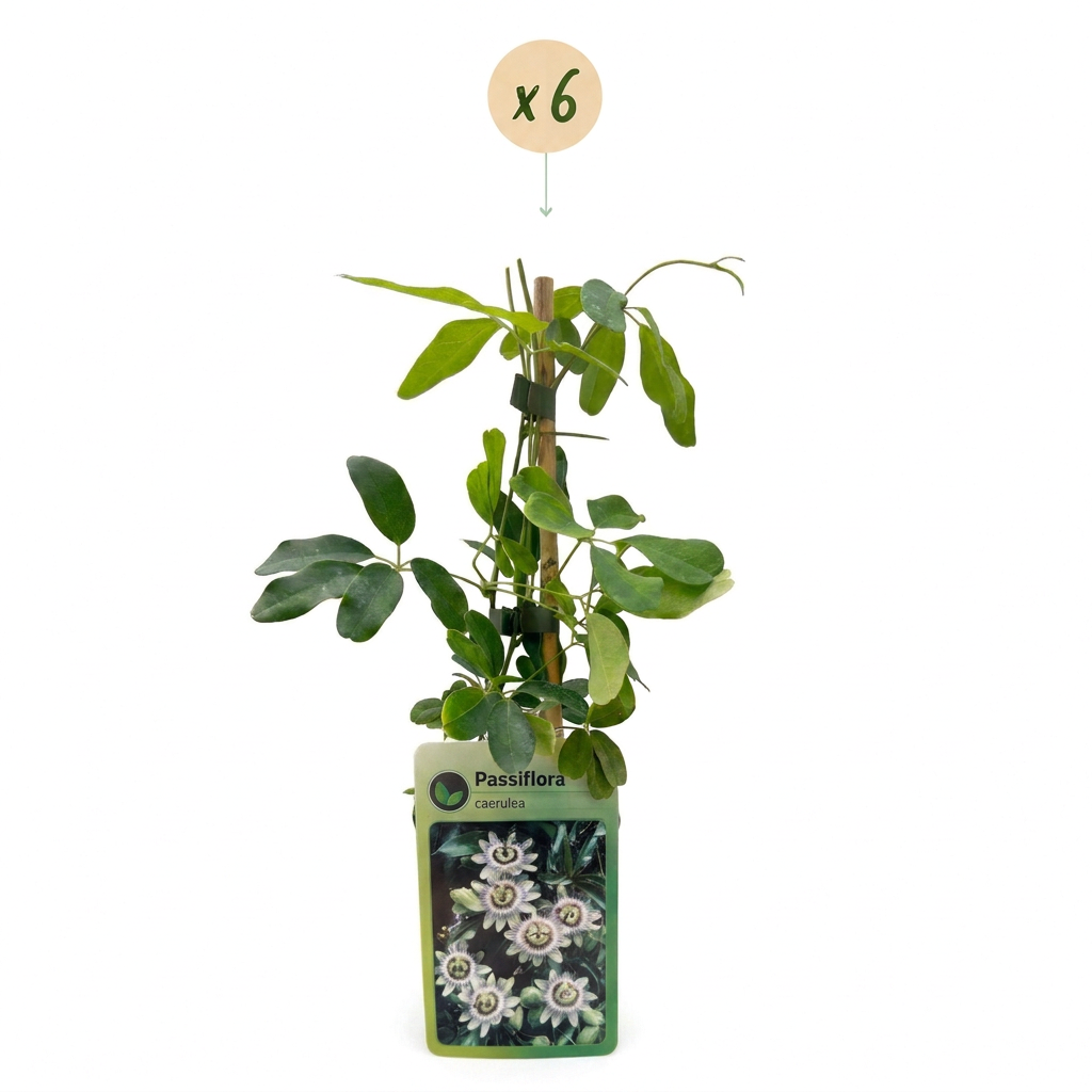 Passiflora caerulea - Blauwe passiebloem 6x - Wit - Paars - Klimplant - Ø9cm - ↕35cm
