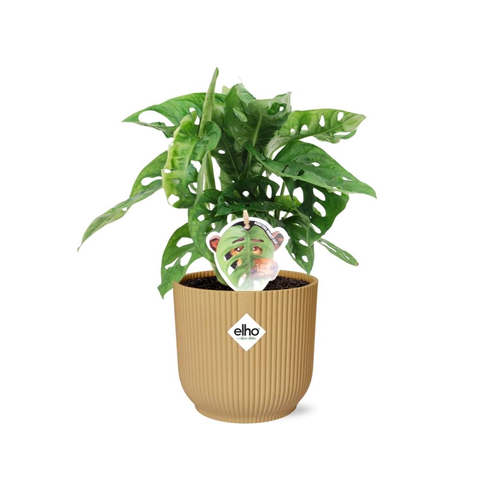 Monstera 'Monkey Leaf' in ELHO Vibes Fold 14cm gelb