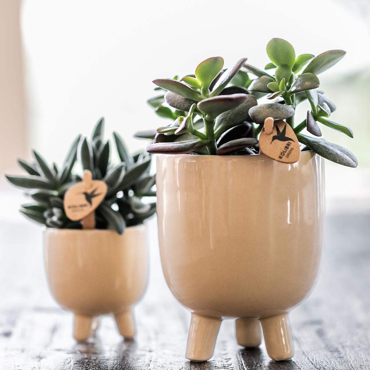 Orchidées Kolibri | Orchidée Phalaenopsis rouge – Congo + Pot en travertin gummy – diamètre du pot : 9 cm | Plante d'intérieur fleurie en pot – fraîchement cueillie