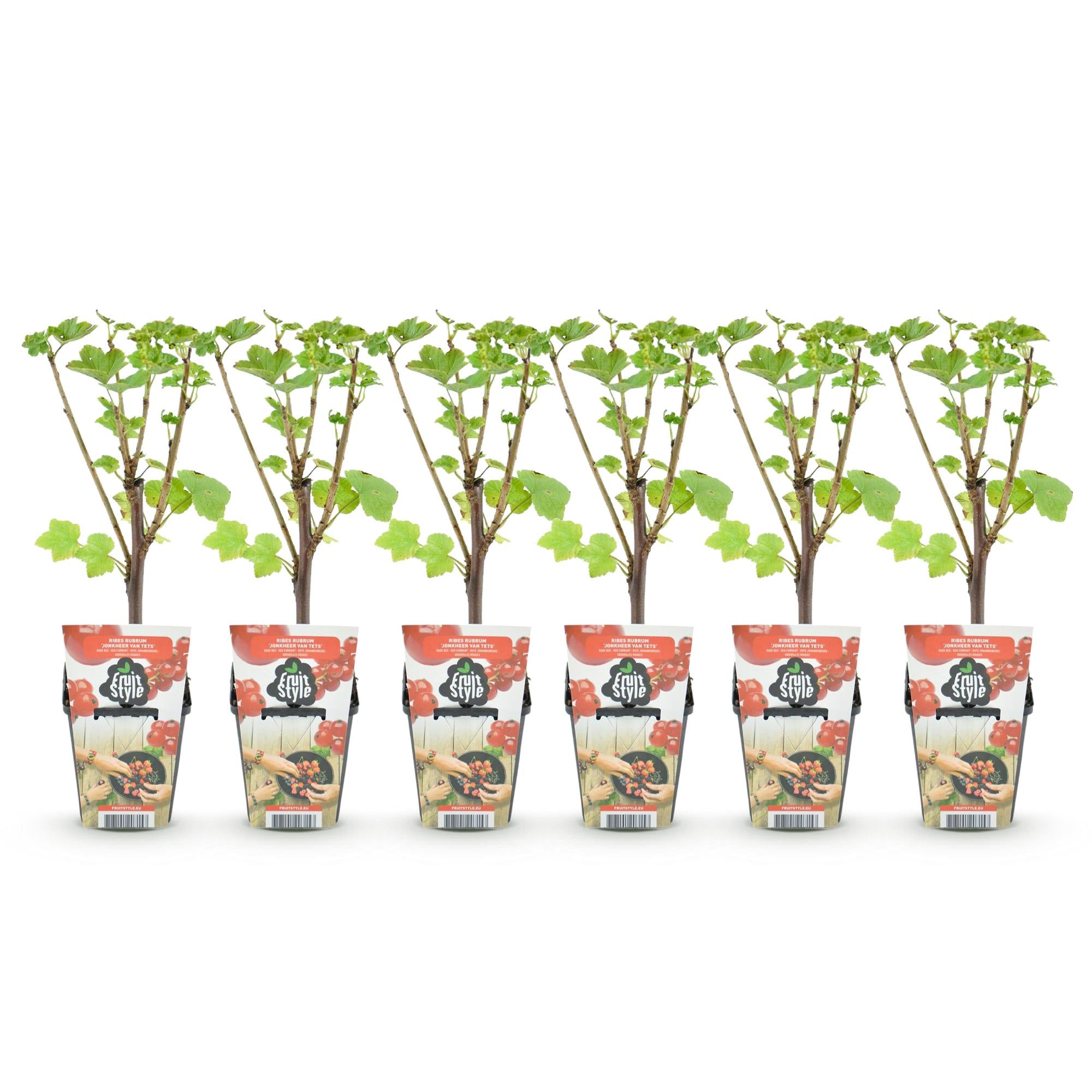 Rode Bes - Ribes rubrum Jonkheer van Tets  - Winterhard - 6 Planten - Pot 9 cm - Rode Bes
