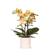 Kolibri Orchids | Gele Phalaenopsis Orchidee - Blossom Lima in Melody Sierpot - Ø9 cm