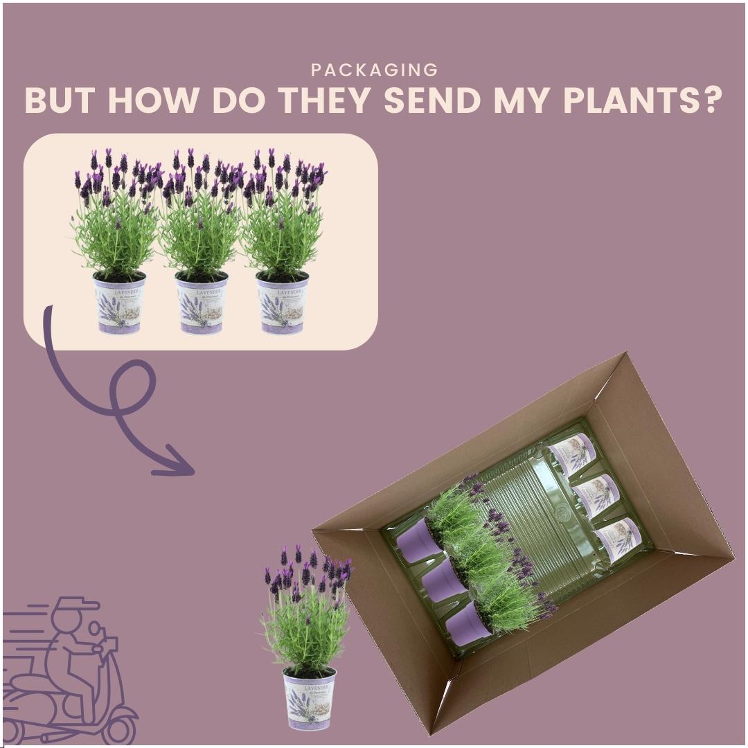 Plants by Frank – Lavandula stoechas Anouk® im dekorativen Topf „Lavendeldruck“ – 13 cm Topf – Set mit 3 französischen Lavendelpflanzen im dekorativen Topf