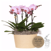 Kolibri Orchids | Roze Jungle Bouquet Antwerpen in Reed Basket