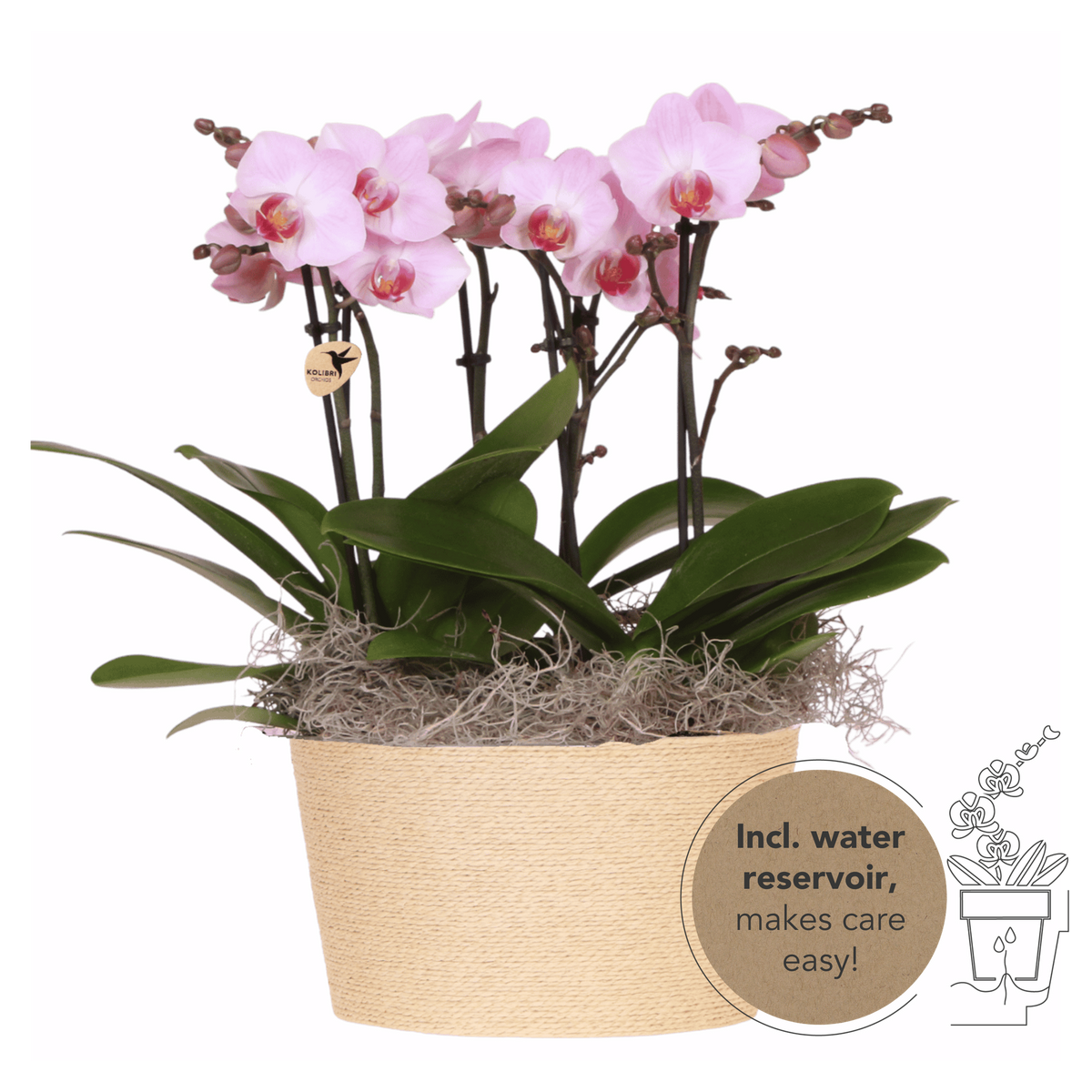 Kolibri Orchids | Roze Jungle Bouquet Antwerpen in Reed Basket