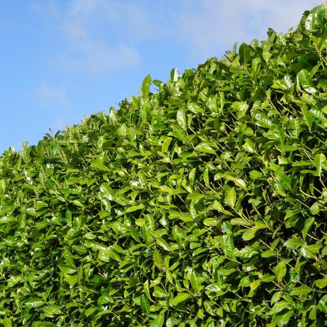 Großer Kirschlorbeer 'Rotundifolia' für eine 10 Meter hohe Hecke | - 15L - 20x | ↨ 125-150 cm