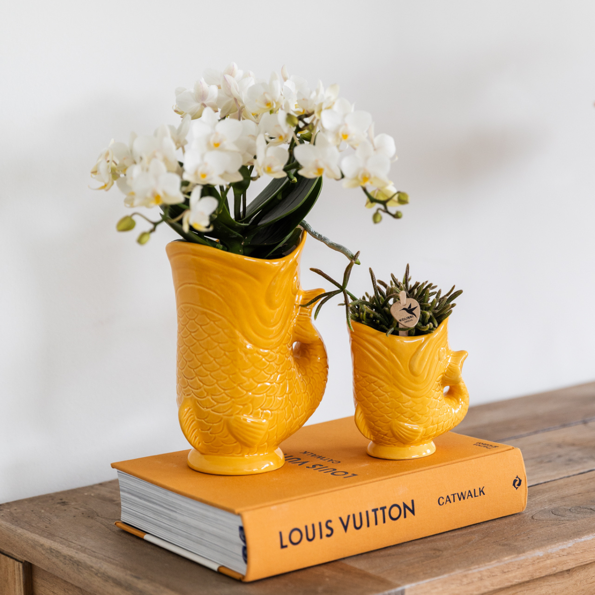 Kolibri-Orchideen | Set aus weißer Nazaré-Orchidee und Sukkulente im orangefarbenen Fischtopf – Topfgröße Ø 9 cm & Ø 6 cm | Blühende Zimmerpflanze – frisch vom Züchter