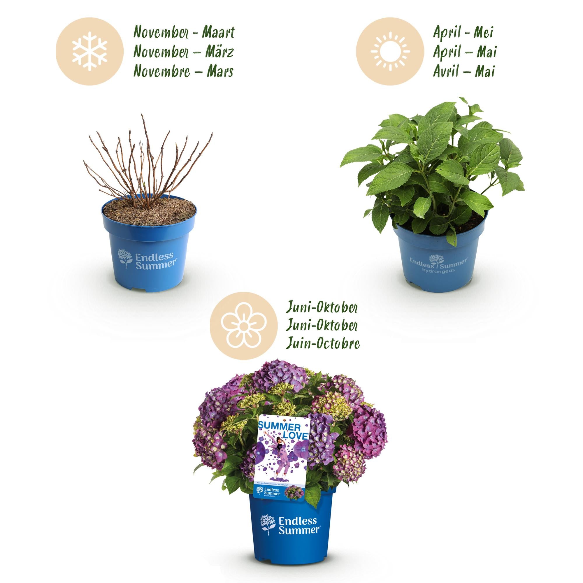 Hydrangea Endles Summer Summer Love Purple - Hortensia - Winterhard - Paars - 8 Planten - Pot 14cm - Hoogte 20-25cm