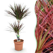 Dracaena Magenta - Drakenbloedboom - Weinig onderhoud - Groen - 1 Plant - Pot 21cm - Hoogte 90-100cm