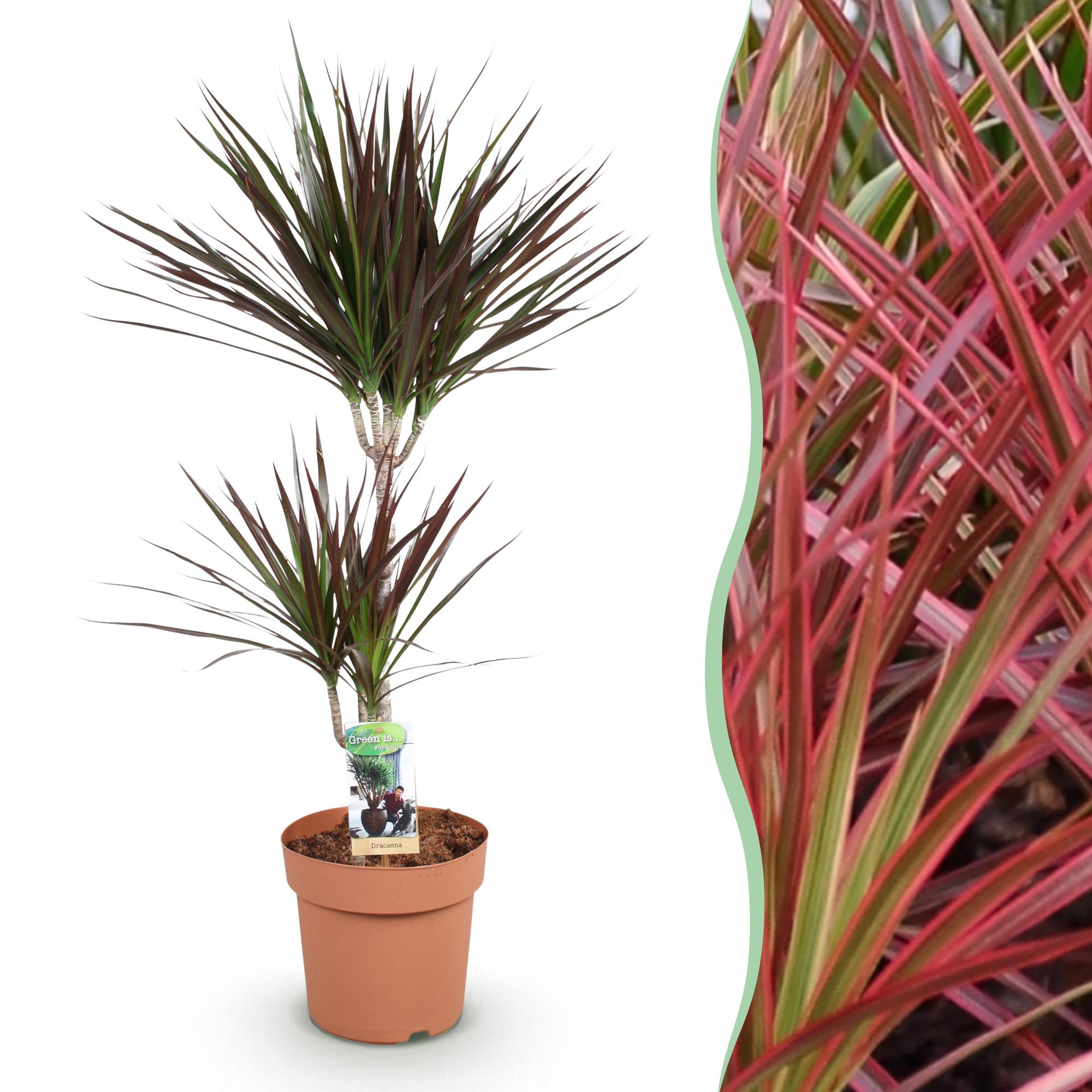 Dracaena Magenta - Drakenbloedboom - Weinig onderhoud - Groen - 1 Plant - Pot 21cm - Hoogte 90-100cm