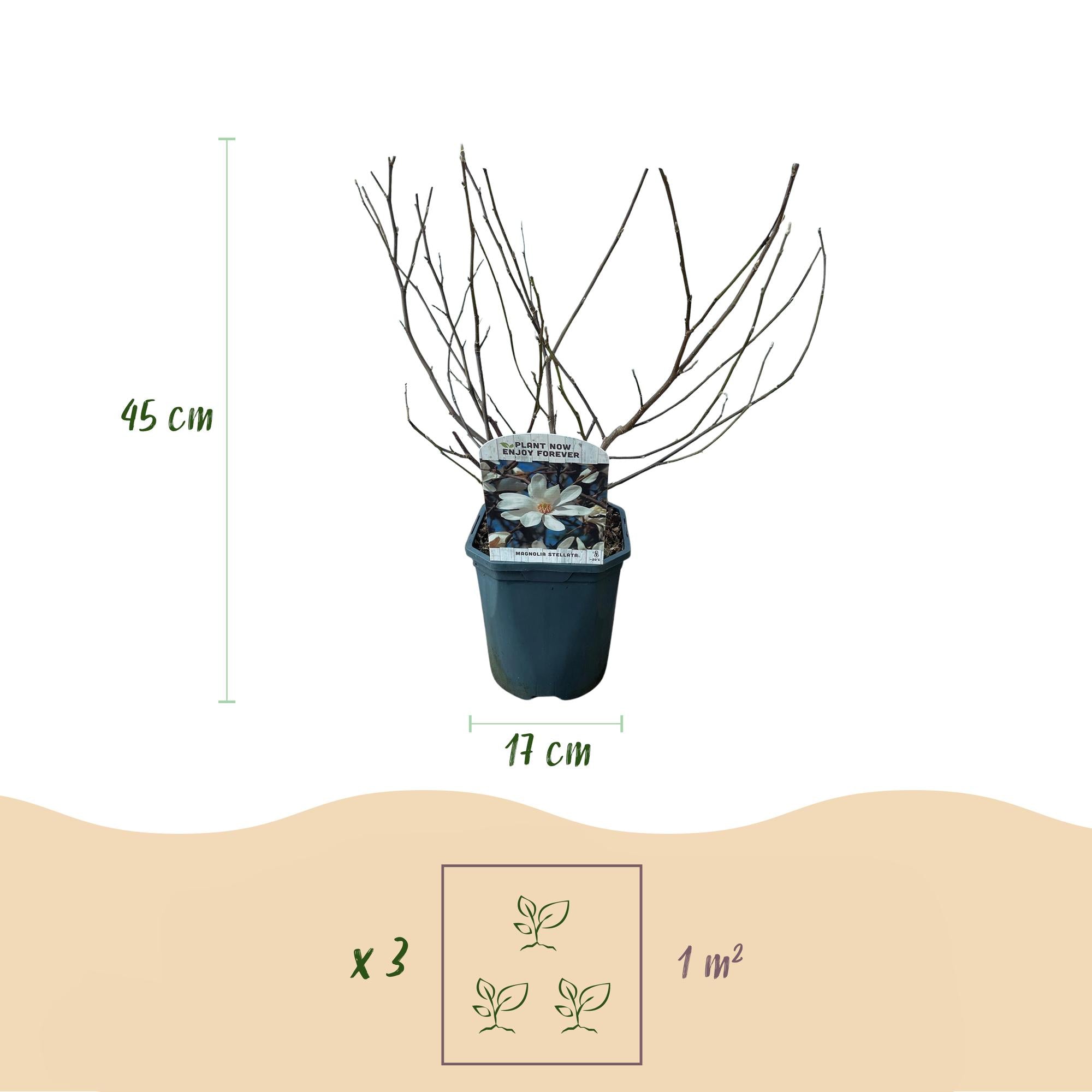 Magnolia Stellata  - Bloem Wit  - 1 Plant - Bladverliezend - Weinig Onderhoud - Pot 17cm Hoogte 45cm