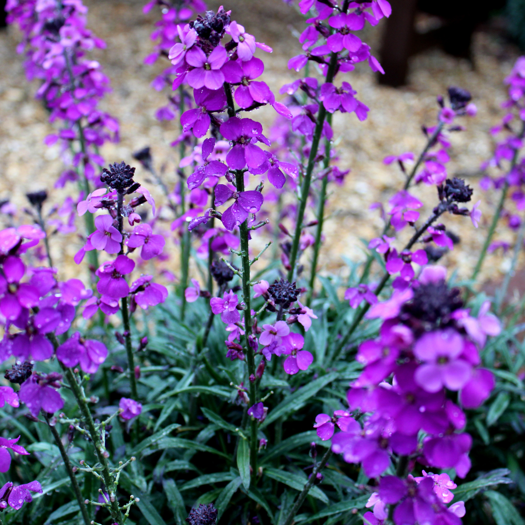 6x Erysimum 'Bowles' Mauve' - ↕10-25cm - Ø9cm