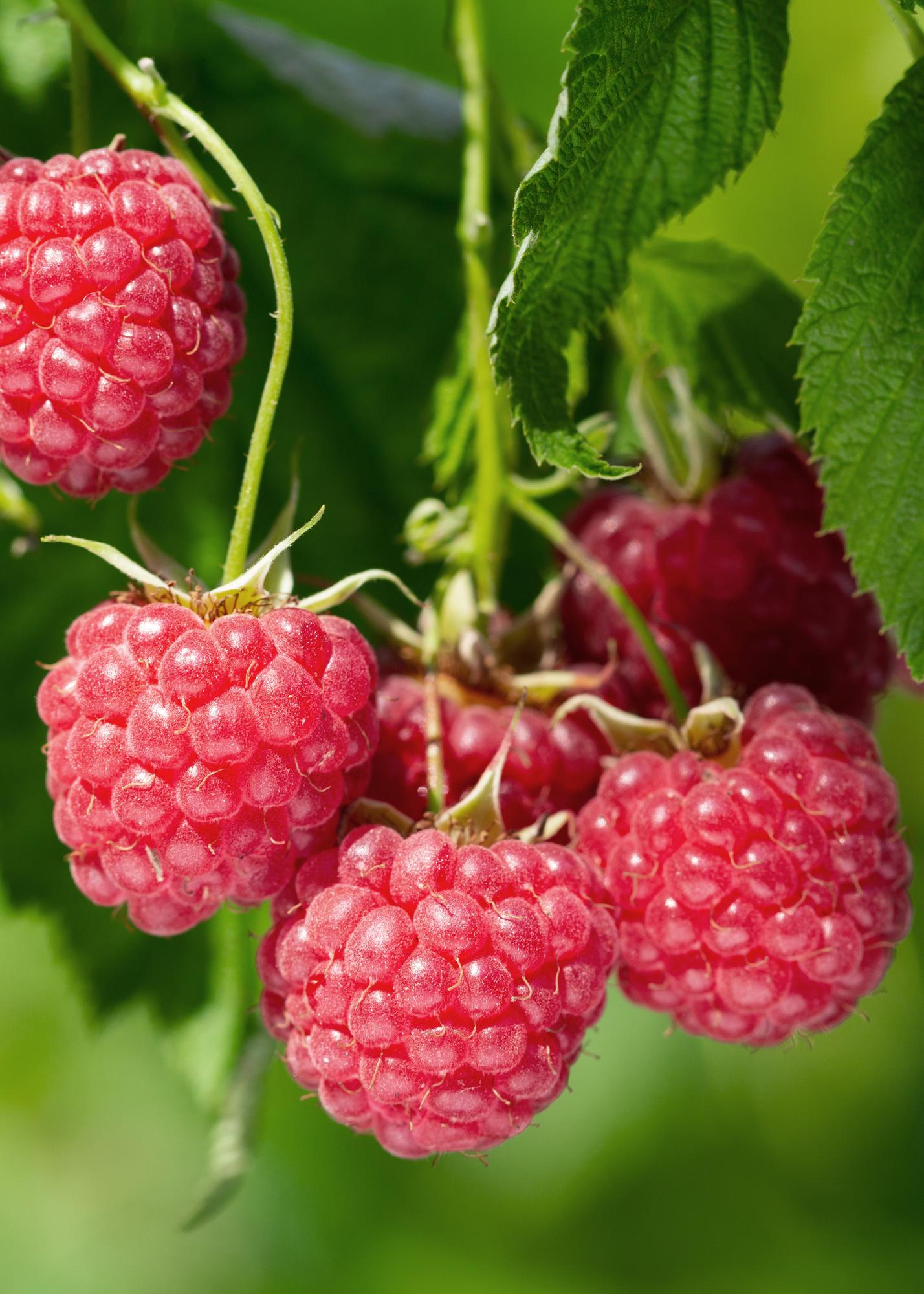 Rubus idaeus 'Malling Promise' - Raspberry - Ø13cm - ↕45cm