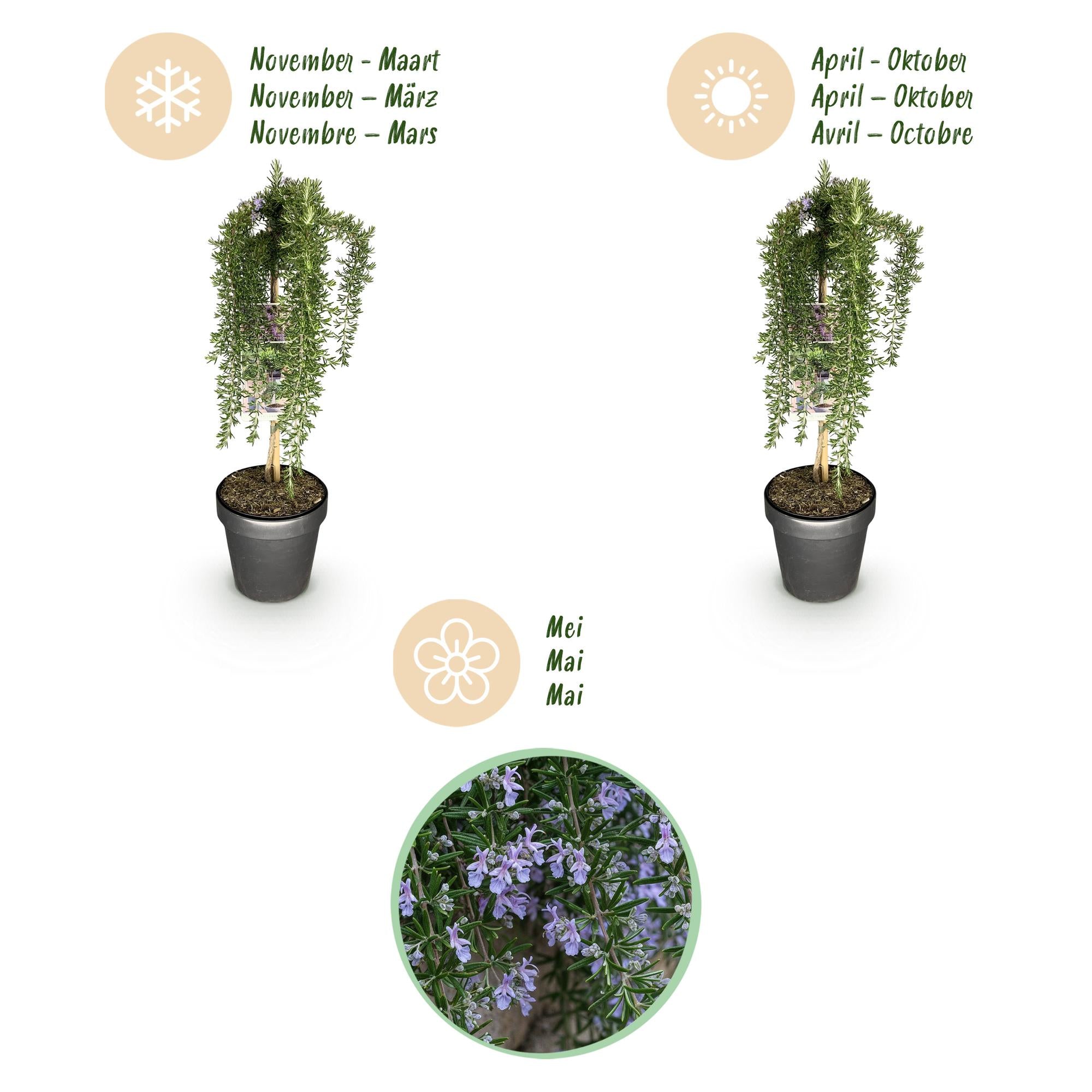 Rosmarinus officinalis Prostratus - Terras Plant - Bladhoudend - Winterhard -Paarse Bloem - Pot 19cm Hoogte 90cm