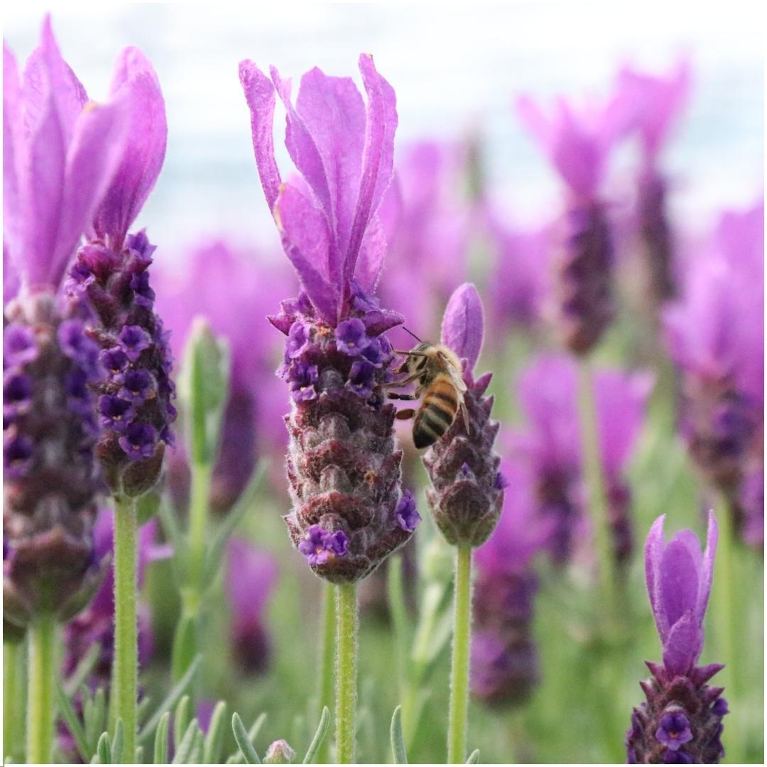Lavandula stoechas Anouk®  in 'Lavendelprint' sierpot - 13 cm pot - set van 3 Franse Lavendels in Sierpot