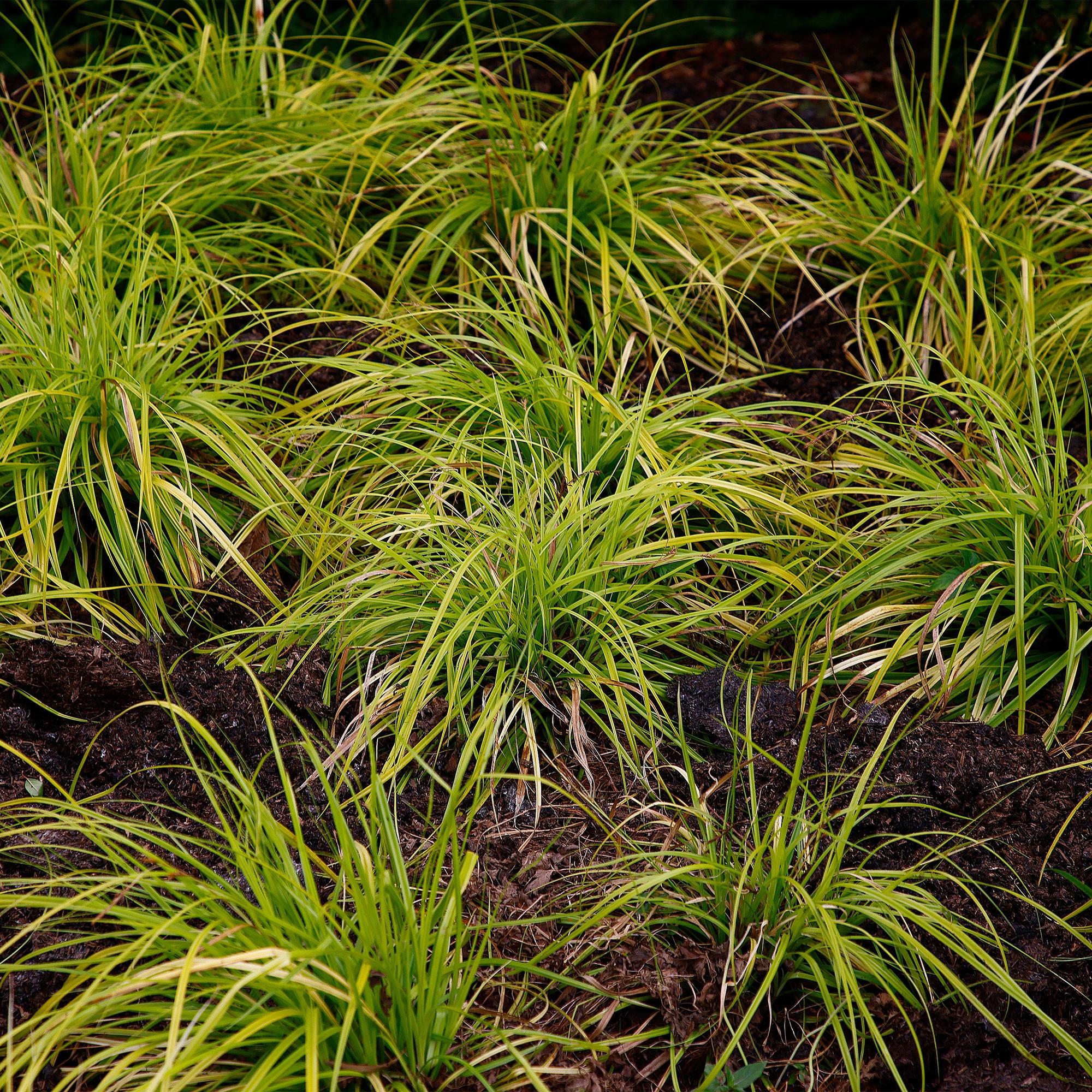 Carex oshimensis Everillo - Geel - 1 Planten - Groenblijvend - Winterhard - Pot 17cm Hoogte 50cm