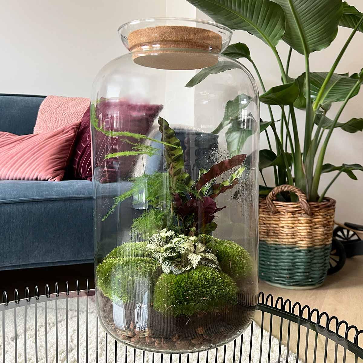 Terrario fai da te - Botanical Sven XL - ↕ 43 cm - Rastrello + Pala