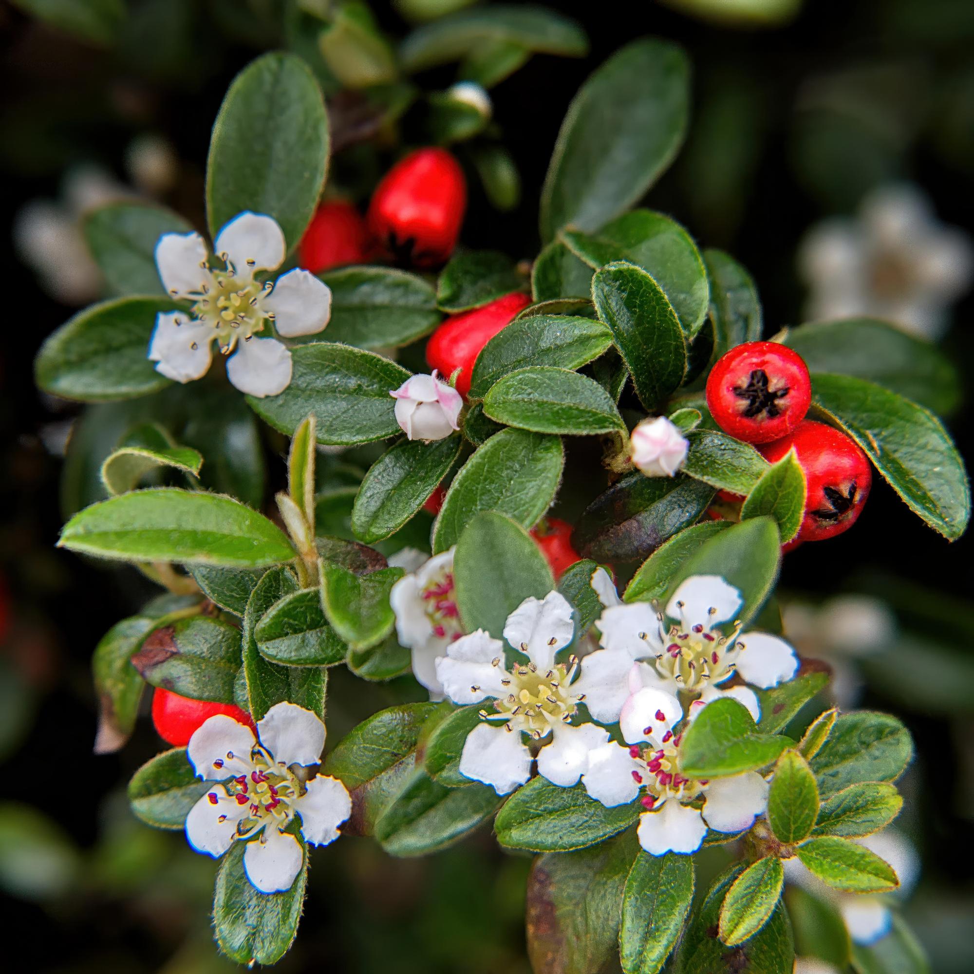 48x Cotoneaster dam. 'Major' - ↕25cm - Ø9cm