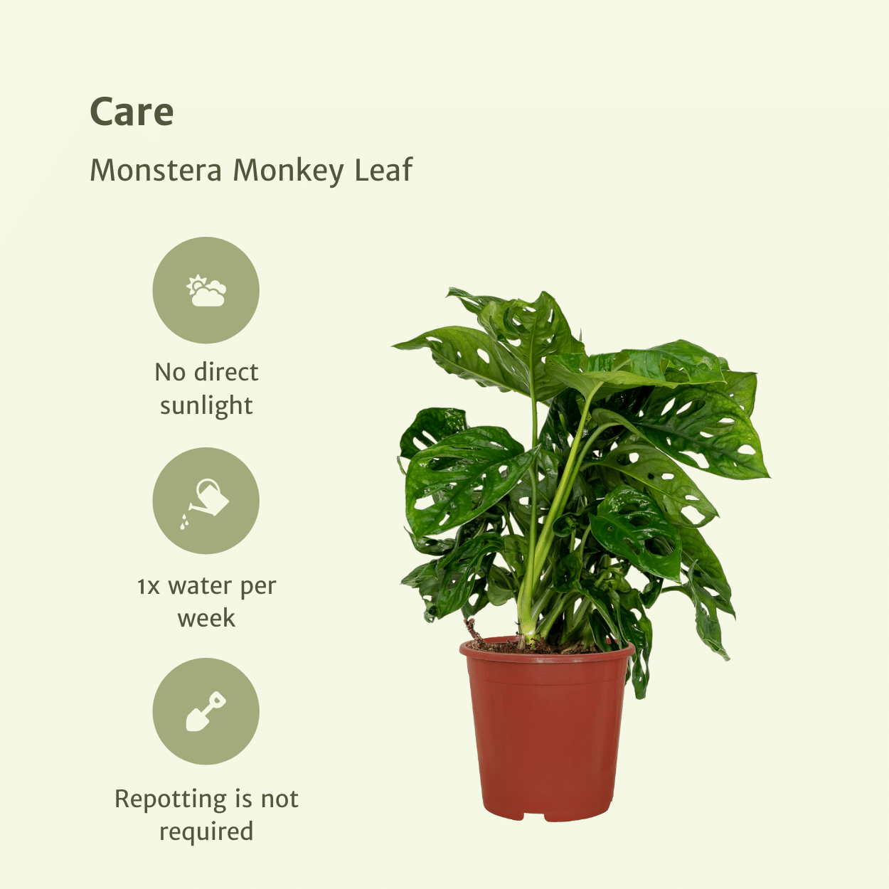 2x Monstera Monkey Leaf - Fensterblatt - 30cm - ø12