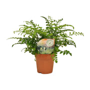 Asplenio Parvati - Ø12cm - ↕35cm