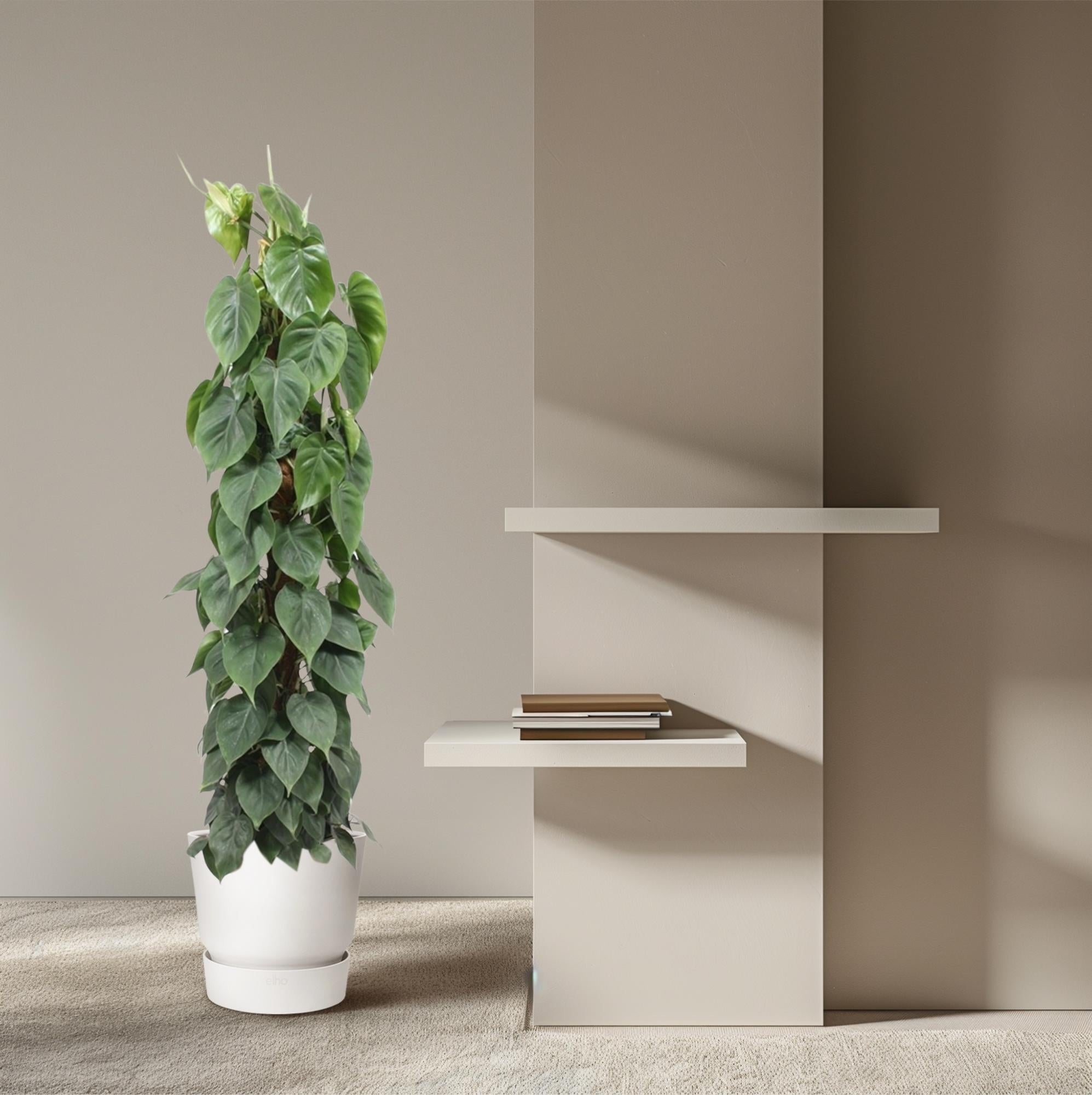 Bâton de mousse Philodendron Scandens - 150 cm - ø27