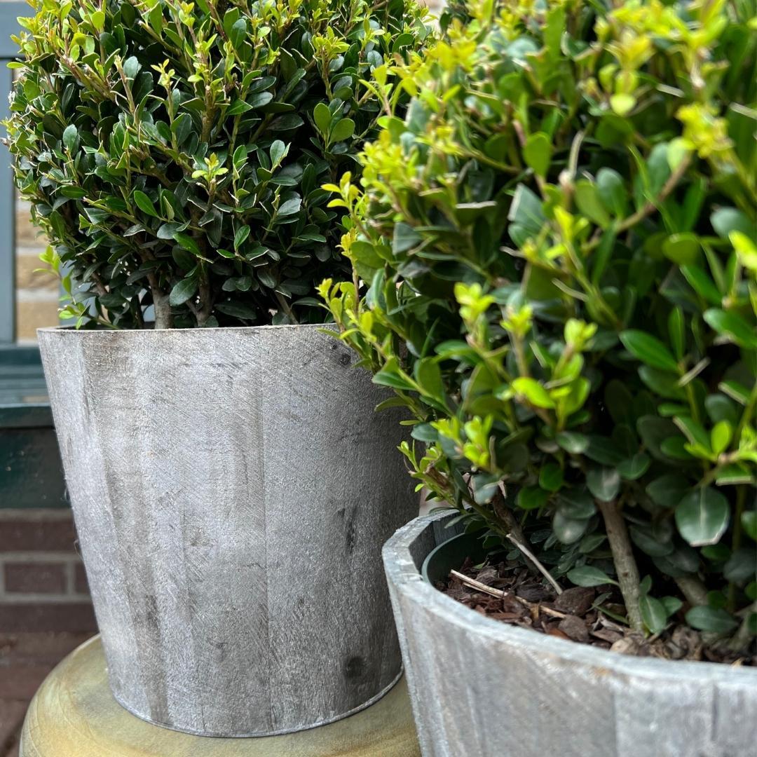 2x Ilex crenata 'Jenny' Kugelblumen im Holztopf | 2er-Set | 20 cm Ø Durchmesser
