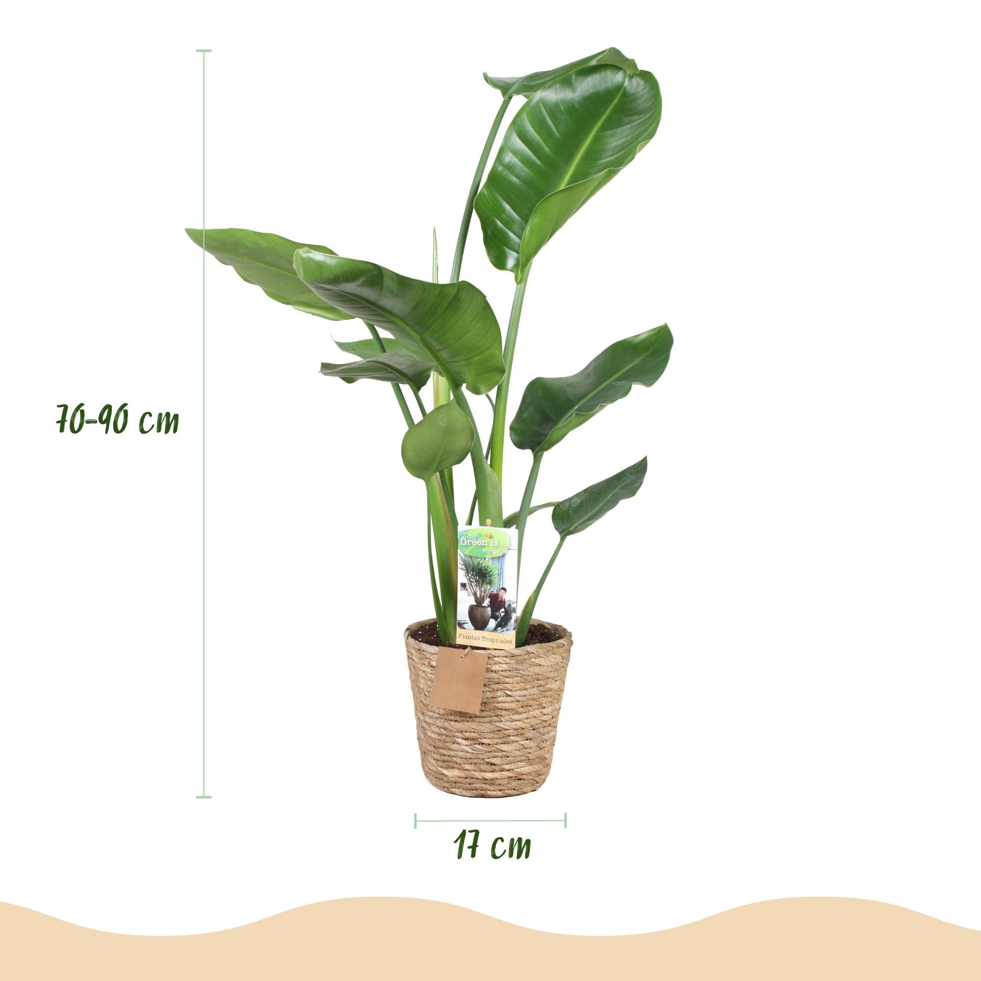 Stelitzia Nicolai - Paradijsvogelbloem - Weinig onderhoud - met mand - Groen - 2 Planten - Pot 17cm - Hoogte 70-90cm
