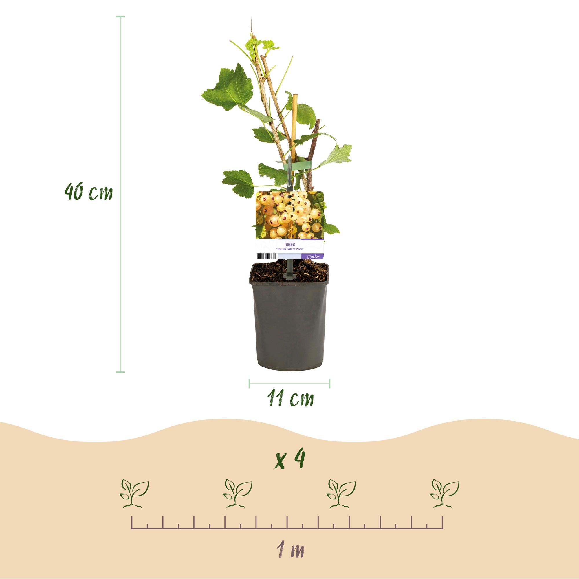 Green boutiQ - Pianta da frutto - Ribes - Ribes rubrum White Pearl - Ribes bianco - 2 piante - Vaso 11cm Altezza 40cm