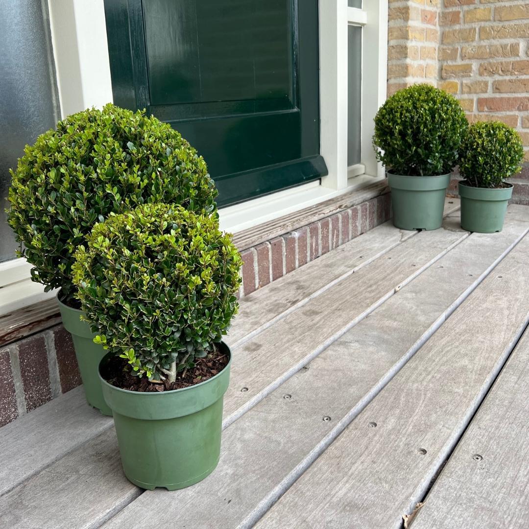 2x Ilex crenata 'Jenny' palla XL | set da 2 | 25 cm Ø