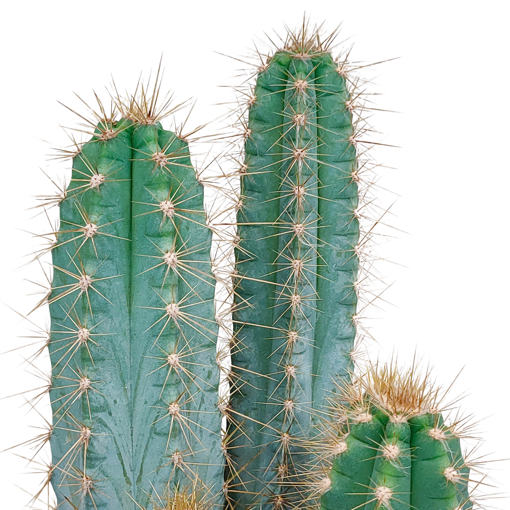 Pilosocereus azureus - - - 17cm