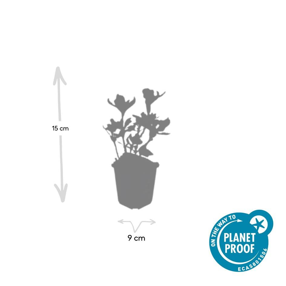 12x Pachysandra-Begriff. 'Variegata' - ↕10-25cm - Ø9cm