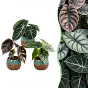 Baby Alocasia Tricolour 3x - Rood - Groen - Zwart - Tropisch - incl. Copper Reef - Ø6cm - ↕12cm