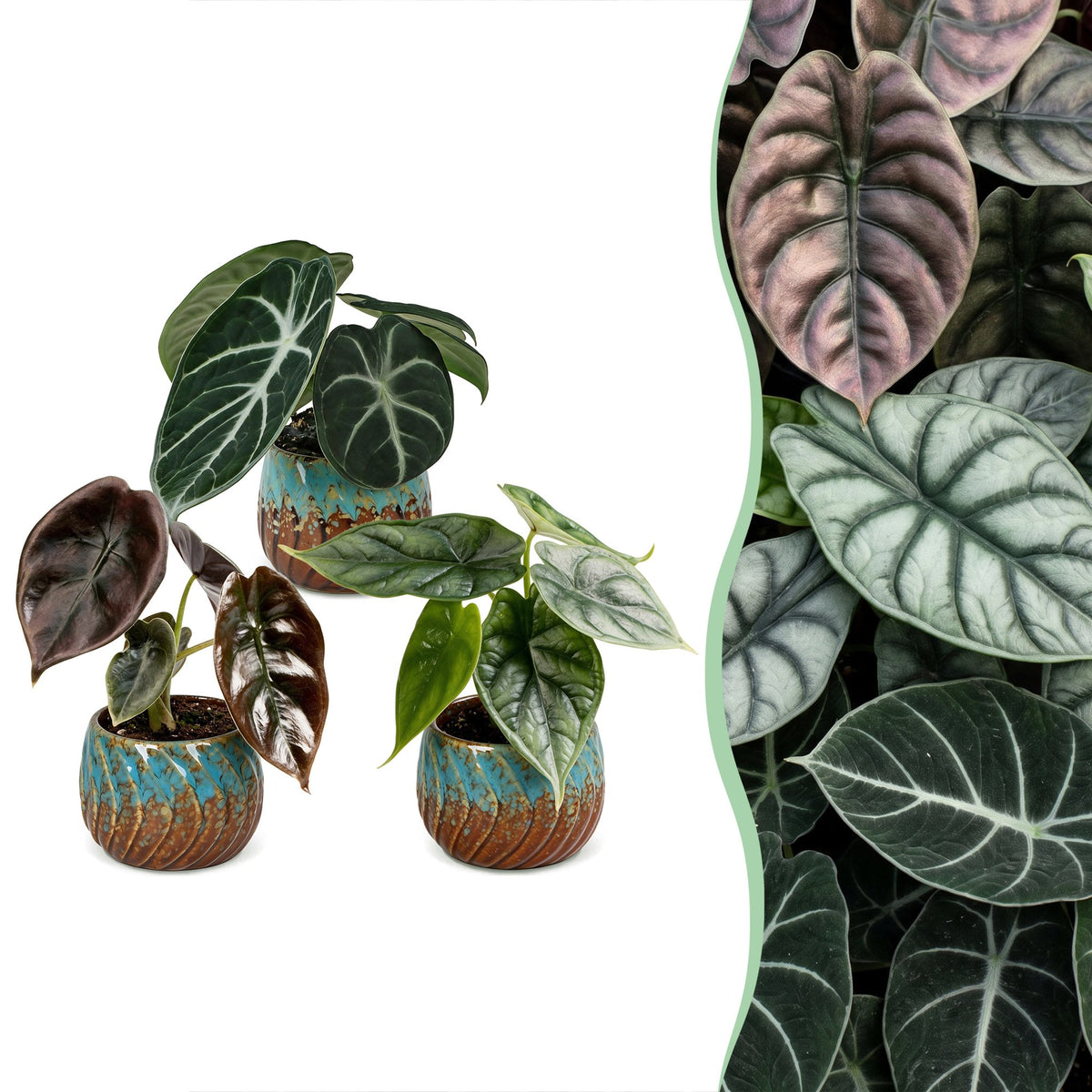 Baby Alocasia Tricolour 3x - Rood - Groen - Zwart - Tropisch - incl. Copper Reef - Ø6cm - ↕12cm