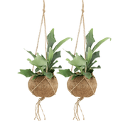 2x Kokodama Platycerium Hang - Geweihfarn - 35cm - ø15